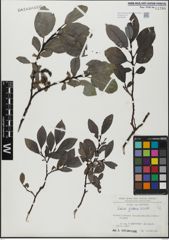 Foto von Salix glabra Scop.